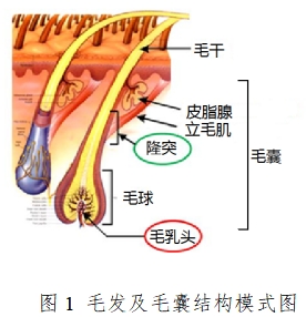 半導(dǎo)體激光脫毛機注冊技術(shù)審查指導(dǎo)原則（2020年第15號）(圖1)