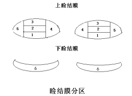 接觸鏡護(hù)理產(chǎn)品注冊技術(shù)審查指導(dǎo)原則（食藥監(jiān)辦械函[2011]116號）(圖2)