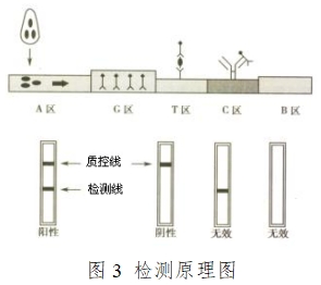 人絨毛膜促性腺激素檢測(cè)試劑（膠體金免疫層析法）注冊(cè)技術(shù)審查指導(dǎo)原則（2016年修訂版）（2016年第28號(hào)）(圖9)